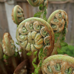 Close-up of tightly curled, woolly Dicksonia antarctica fiddleheads beginning to unfurl.