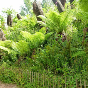 Dicksonia antarctica