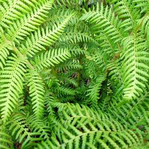 Top-down view into a symmetrical rosette of finely divided Dicksonia antarctica fronds.