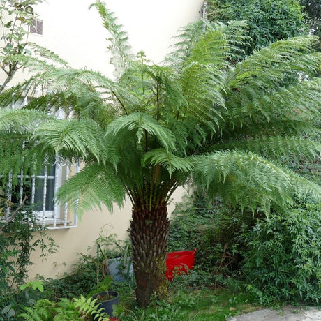 Tall Dicksonia antarctica tree fern with a fibrous trunk and wide crown of arching fronds beside a building.