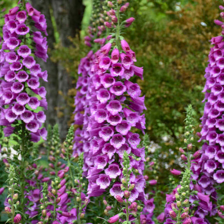 Digitalis purpurea ‘Dalmatian Purple’