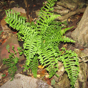 Dryopteris cristata ‘The King’