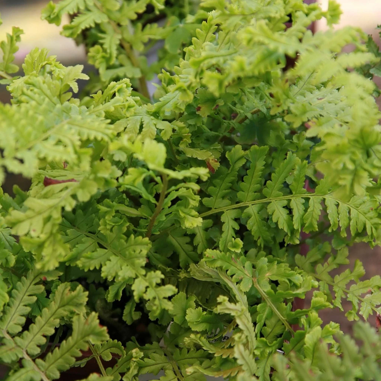 Dryopteris cristata ‘The King’