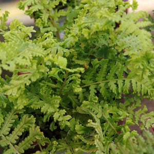 Dryopteris cristata ‘The King’