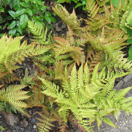 Dryopteris erythrosora clump with arching fronds in fresh green, gold, and copper tones.
