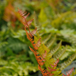 Close-up of an upright copper-orange Dryopteris erythrosora frond unfurling.