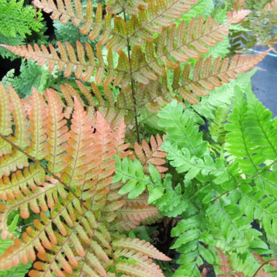 Dryopteris erythrosora fronds showing coppery pink new growth beside mature green foliage.