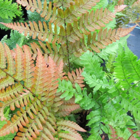 Dryopteris erythrosora fronds showing coppery pink new growth beside mature green foliage.