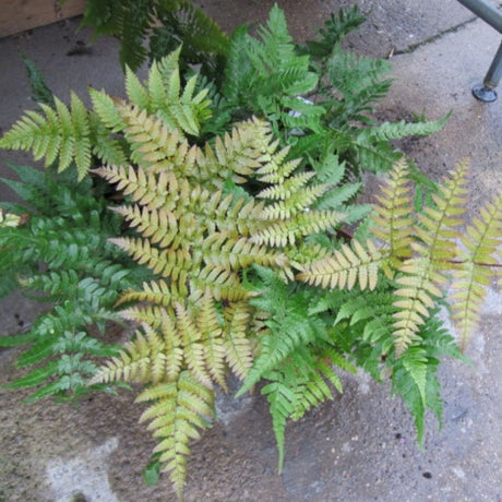 Dryopteris erythrosora ‘Brilliance’ rosette blending coppery young fronds with mature green foliage.