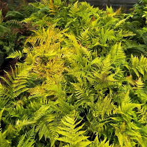 Dense Dryopteris erythrosora ‘Brilliance’ clump glowing yellow-green and gold.