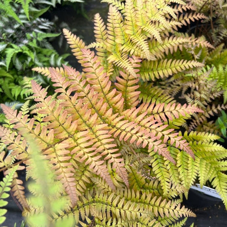 Broad bronze-gold fronds of Dryopteris erythrosora ‘Brilliance’ in close view.