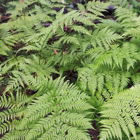 Close-up of finely divided Dryopteris filix-mas fronds spreading across dark ground.