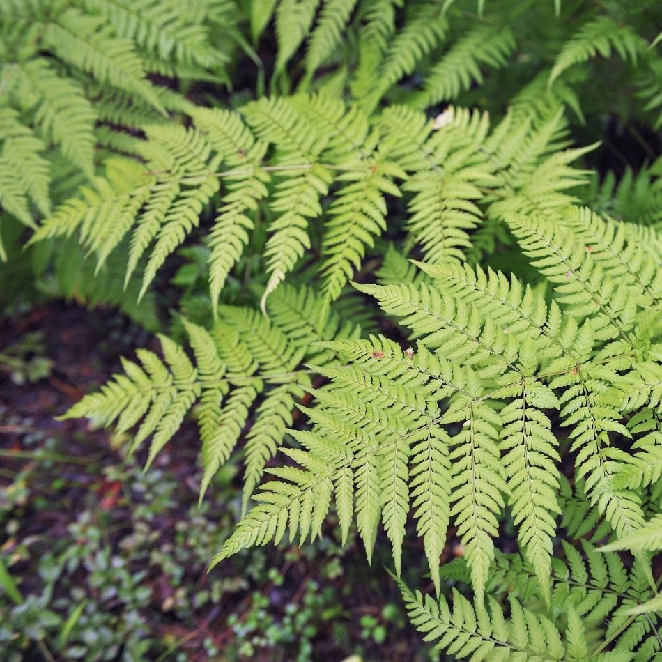 Single broad Dryopteris filix-mas frond arching over shaded ground.