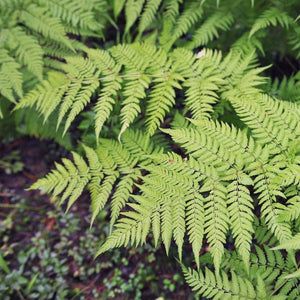 Single broad Dryopteris filix-mas frond arching over shaded ground.