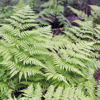 Overlapping pale green Dryopteris filix-mas fronds forming a dense fern carpet.