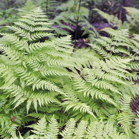 Overlapping pale green Dryopteris filix-mas fronds forming a dense fern carpet.