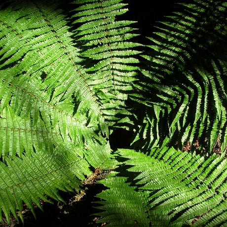 Sunlit Dryopteris wallichiana fronds radiating around a dark central crown.