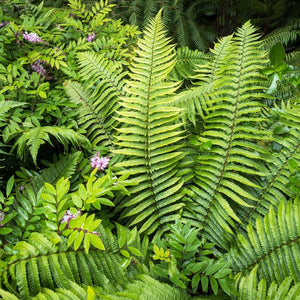 Upright shuttlecock of large fresh green Dryopteris wallichiana fronds in a garden.