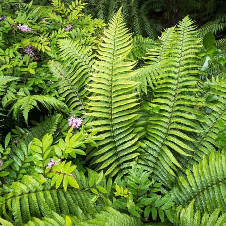 Upright shuttlecock of large fresh green Dryopteris wallichiana fronds in a garden.