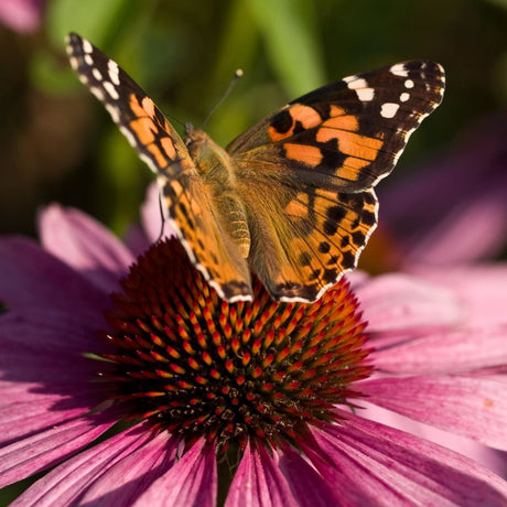 Painted lady butterfly feeding on the dark central cone of an Echinacea purpurea ‘Magnus’ flower.