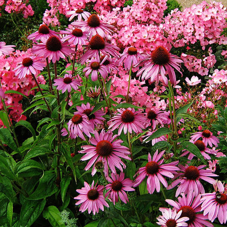 Mass of pink Echinacea purpurea ‘Magnus’ flowers with raised copper-brown cones.