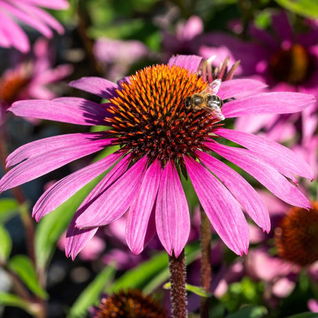 Echinacea purpurea ‘Prairie Splendor’