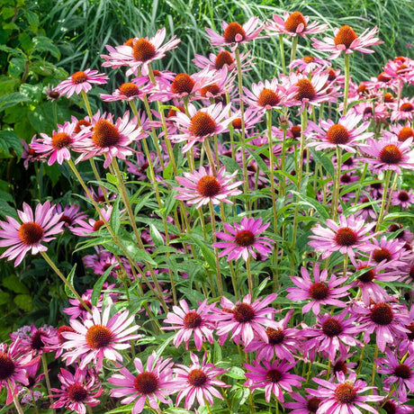Dense mass of pink Echinacea purpurea ‘Prairie Splendor’ flowers in a border.