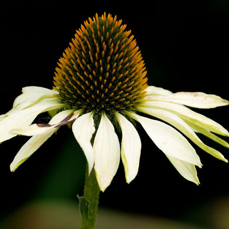 Single Echinacea purpurea ‘White Swan’ bloom with drooping white petals and a tall bronze-green cone.