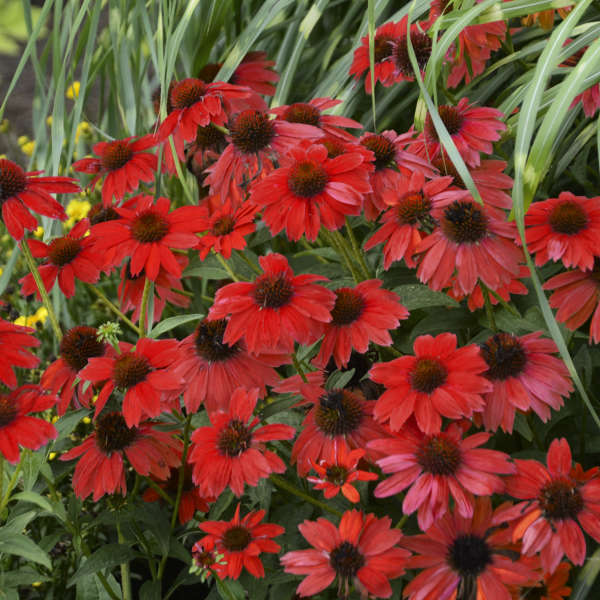 Large clump of Echinacea ‘Sombrero Salsa Red’ covered with red flowers.