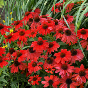 Large clump of Echinacea ‘Sombrero Salsa Red’ covered with red flowers.