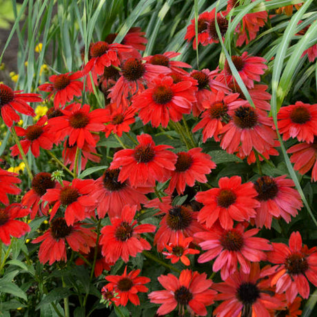 Large clump of Echinacea ‘Sombrero Salsa Red’ covered with red flowers.