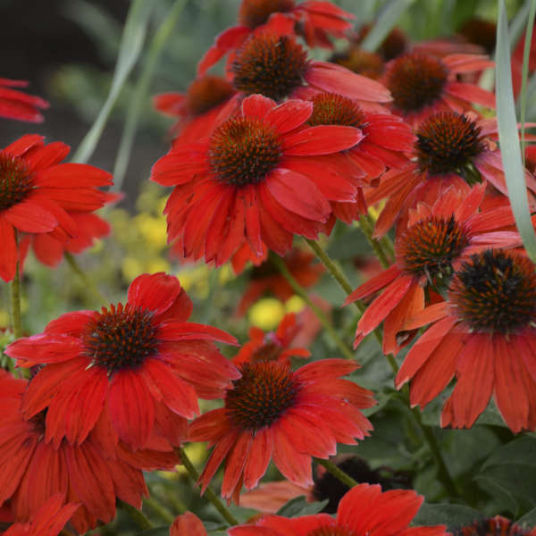 Cluster of fiery red-orange Echinacea ‘Sombrero Salsa Red’ flowers with dark cones.