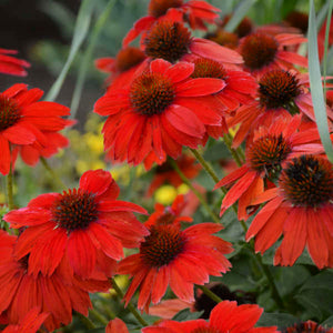Cluster of fiery red-orange Echinacea ‘Sombrero Salsa Red’ flowers with dark cones.