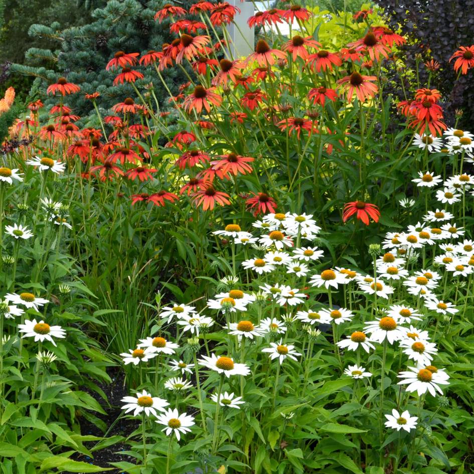 Echinacea ‘Tomato Soup’
