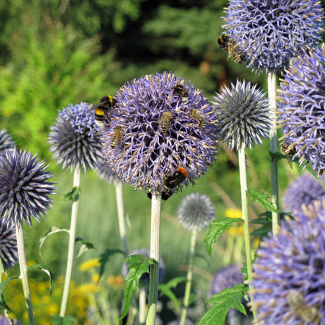 Echinops bannaticus ‘Blue Globe’