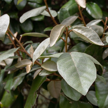 Close-up of silvery grey-green Elaeagnus × submacrophylla ‘Compacta’ leaves on brown stems.