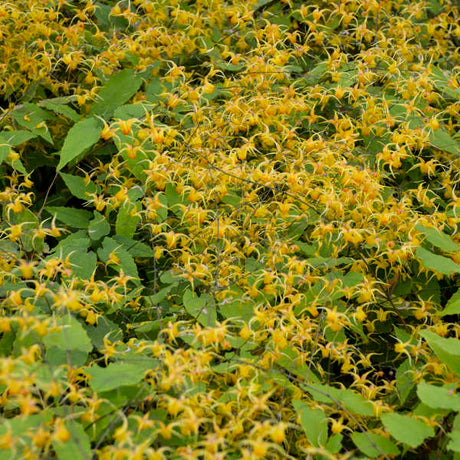 Mass of amber-yellow Epimedium ‘Amber Queen’ flowers above broad green foliage.