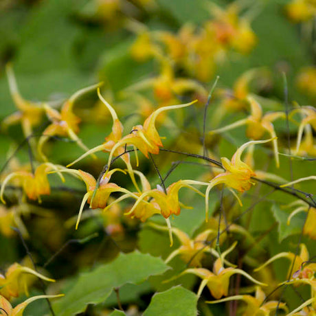 Close-up of delicate amber-yellow Epimedium ‘Amber Queen’ flowers on wiry stems.