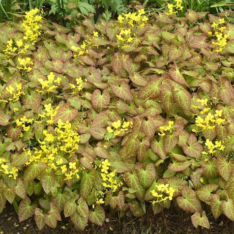 Carpet of bronze-green Epimedium × perralchicum ‘Fröhnleiten’ leaves with small yellow flowers.