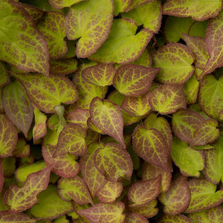 Dense low mat of Epimedium × rubrum leaves mottled bronze, green, and red.