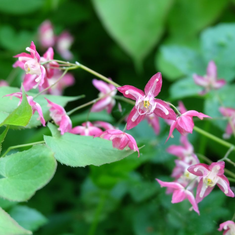 Delicate pink and white Epimedium × rubrum flowers suspended above green foliage.