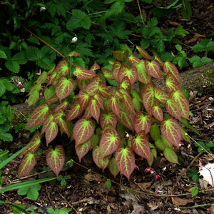 Compact mound of Epimedium × rubrum with bronze-green heart-shaped leaves.
