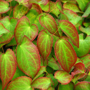 Epimedium × rubrum foliage with red margins and bright green centres.