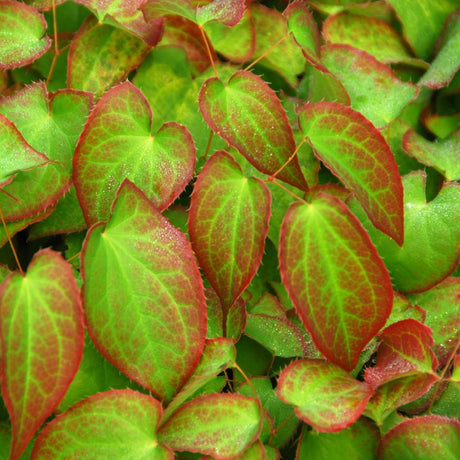 Epimedium × rubrum foliage with red margins and bright green centres.
