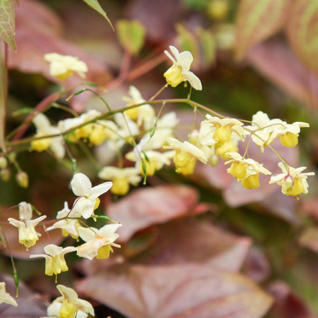 Sprays of small creamy yellow Epimedium × versicolor ‘Sulphureum’ flowers above reddish leaves.