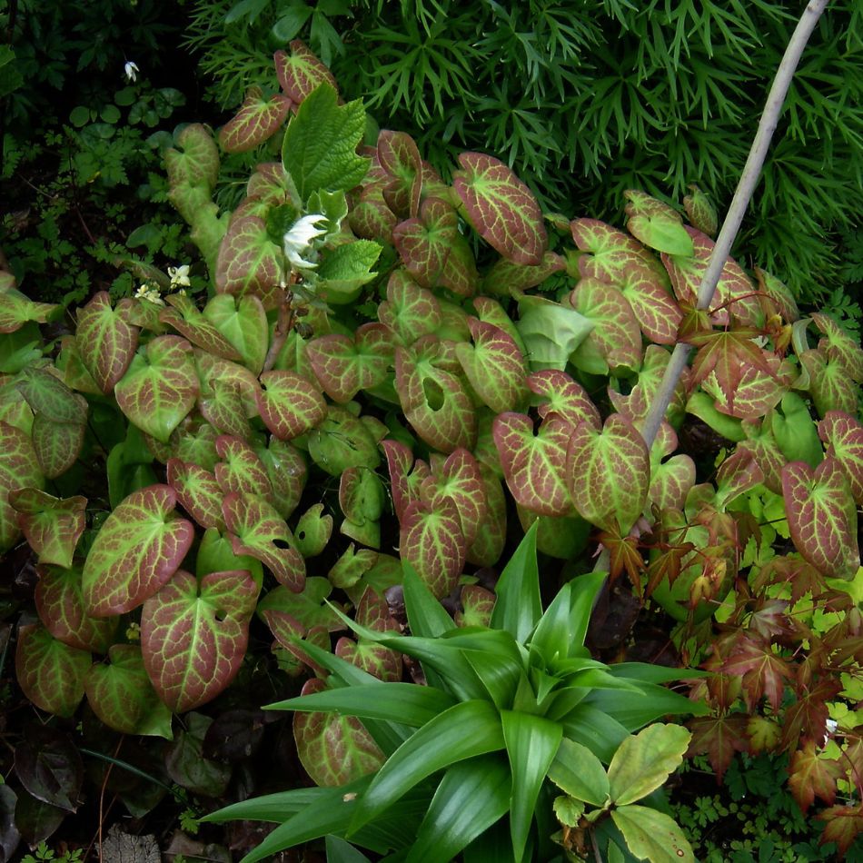 Dense clump of Epimedium × versicolor ‘Sulphureum’ with green and bronze heart-shaped foliage.