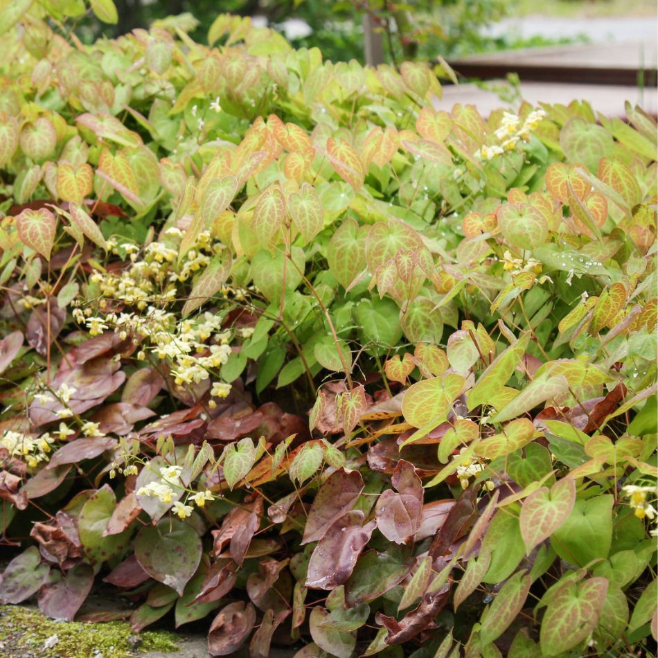 Spreading Epimedium × versicolor ‘Sulphureum’ foliage turning pale green and reddish brown.