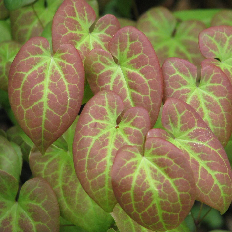 Close-up of Epimedium × versicolor ‘Sulphureum’ leaves with pale green veins over bronze-pink surfaces.