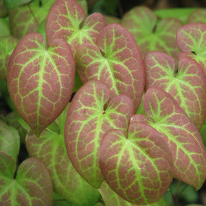 Close-up of Epimedium × versicolor ‘Sulphureum’ leaves with pale green veins over bronze-pink surfaces.