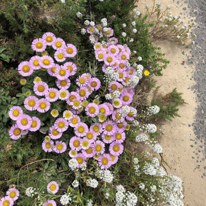 Erigeron glaucus ‘Sea Breeze’